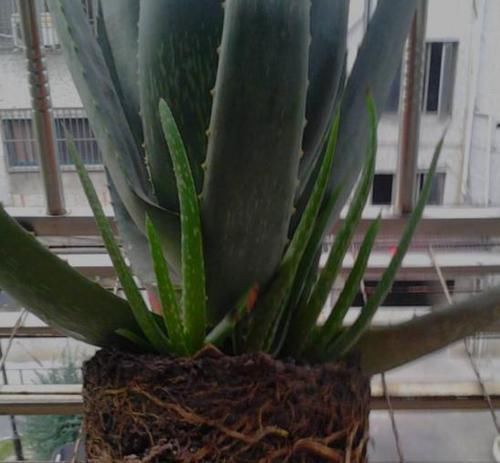  『经验』家庭种植芦荟的关键，在于这3点养护技巧，学会了疯长还少生病