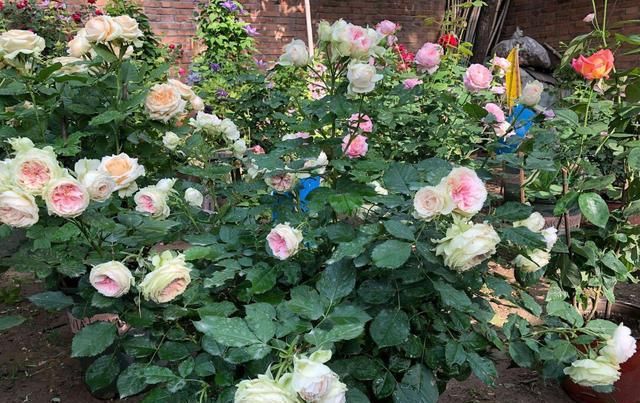  [喜欢]“十大名花”中排名前6的花，家里养1盆，大气、上档次，你喜欢吗