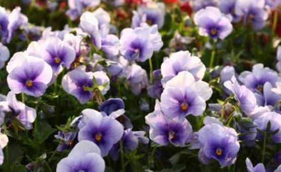  「摆上」阳台摆上这“4种花”，花色艳丽、观赏性高，开花一整夏，真漂亮