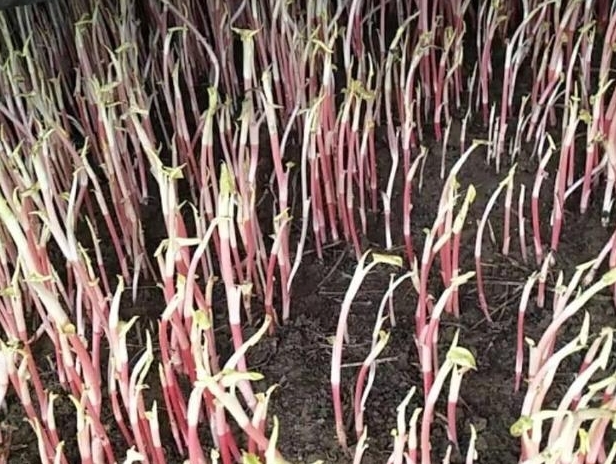 农民无意种下的“豆芽菜”，年赚十万，真是“懒人”也能赚大钱