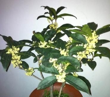  #养上一盆#3盆花放客厅，从年头“香”到年尾，去异味、空气好，养了就是赚