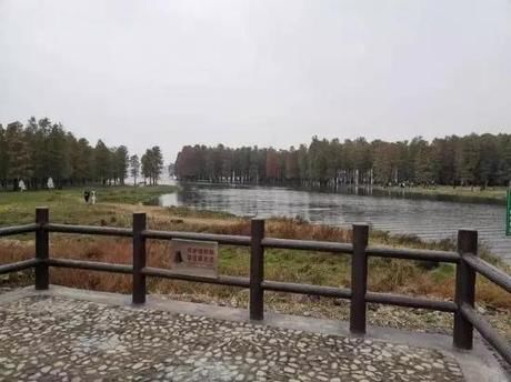 “浙江最美红杉林”被铁丝网封了，官方回复的原因让很多人惭愧