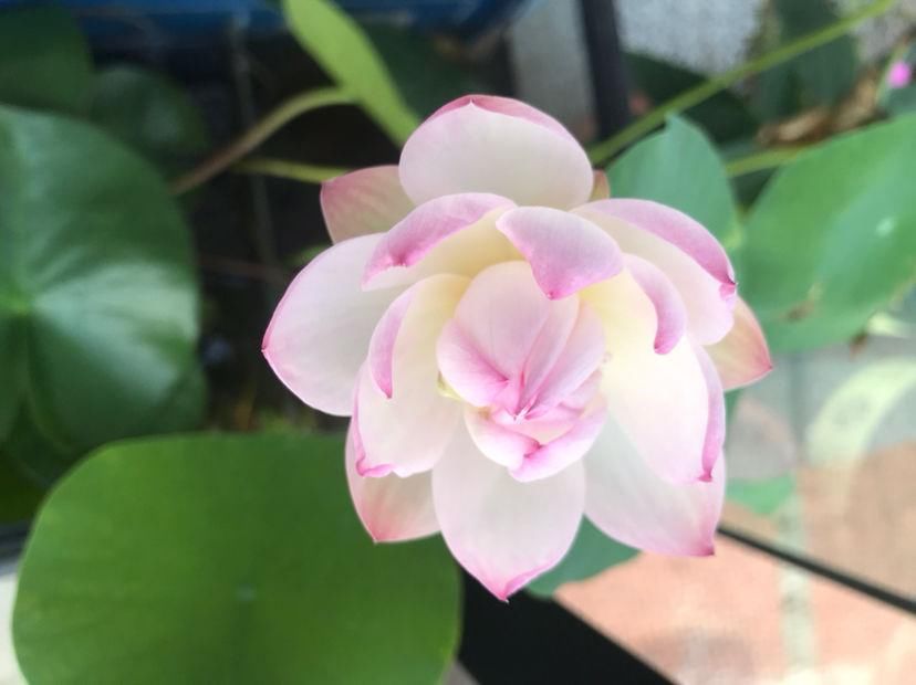  「随便」3种皮实花，随便撒土里就能长一大片，农村常见