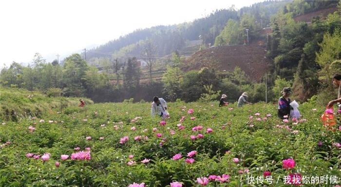  [种植]种植3年才采收，如今却卖不上价，药农：不如当观赏花