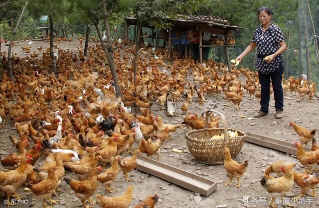 一亩地可以养多少只鸡?