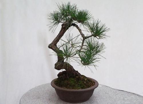  『黄山松』黄山松盆景介绍，造型多变，寓意美好！