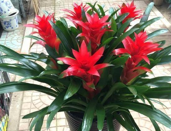  「观赏凤梨」此款''凤梨''又叫菠萝花，只开花不结果，花色艳丽、观赏价值高