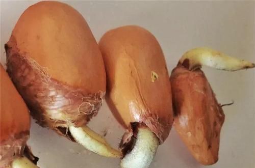  「增加光照」这水果太贵了，吃完留下核，还能种盆栽！