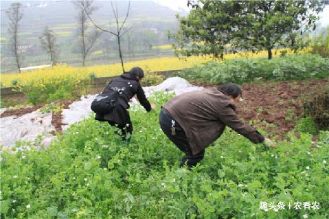  「回家」一到过年到处是，农村大妈抢着挖，一袋一袋拿回家