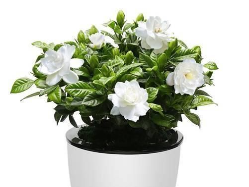  『栀子花』想在家种植栀子花吗？看完这几点，你就是养殖专家