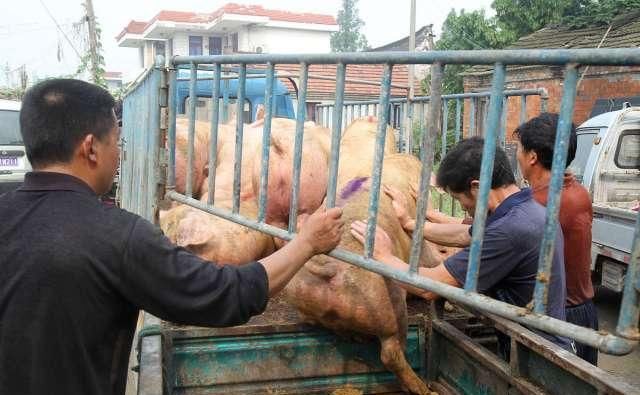  「现状」中秋节前生猪现状：猪价上涨让谁获利？散户弃养，猪场