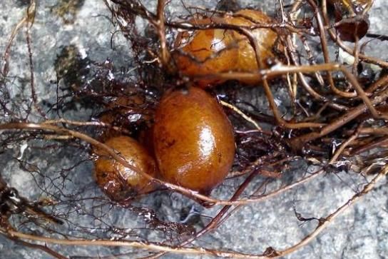  「识货」农村一果子名叫“凤凰蛋”过去农民不识货，如今却很珍