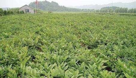  「黄精」不想再当穷人？试试种它，亩收益5万元不是梦，有人靠它