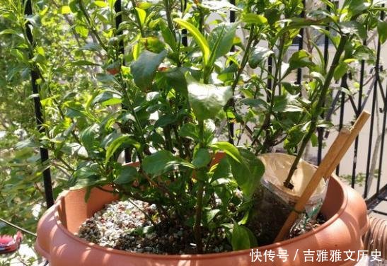  『开花』开花劳模就是它，开春狠心剪一剪，半个月就爆盆，不要心疼枝条！