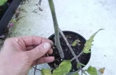  [阿司匹林药片]阿司匹林药林能用来养花？能促进生根发芽，简直就是植物的“福音