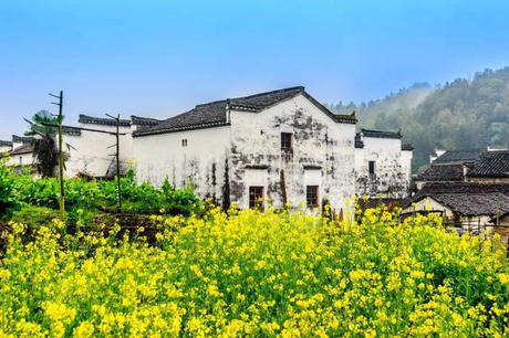 中国这些地方即将花开成海！错过又再等一年！诗情画意值得记忆！