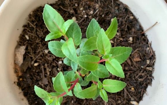  「新枝」想要倒挂金钟灯笼花,花开如瀑布,一定要注意这些
