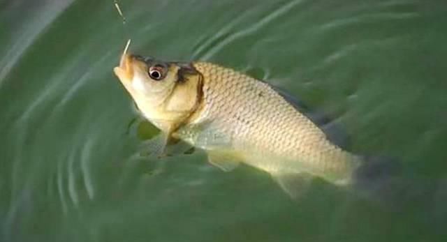  『钓友』春季钓鲫鱼怎么选择位置呢？钓浅还是钓深呢，看老钓友都是怎么做