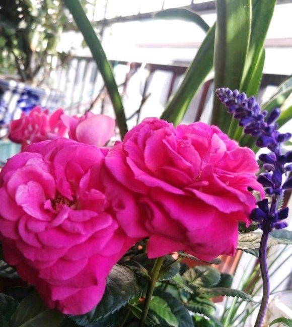 全民@全民养花季,教你6个“养花绝招”,杀害虫促发芽,扦插生根快