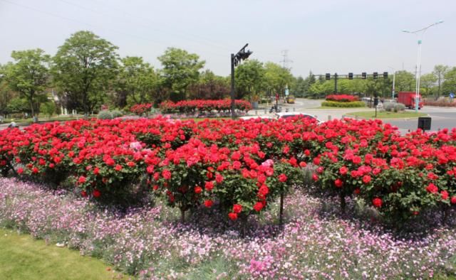  『拍摄于』月季，花开时节动商城