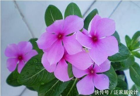  #西洋杜鹃#喜欢玫瑰，不如养“珍品菊花”淡粉千杯，似白色向日葵，素洁高雅
