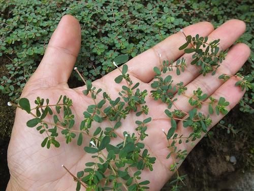  [不凡]告诉家乡人，它是“血见愁”，珍贵不凡，遇见要珍惜?