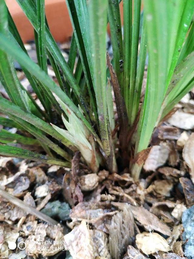  [保存]盛花期的兰花能下山吗，盛花期的兰花下山后怎么养护保存活