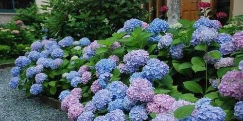  『长花苞后』4月养绣球花，做好这件事，花苞一茬接一茬，开花美花量大