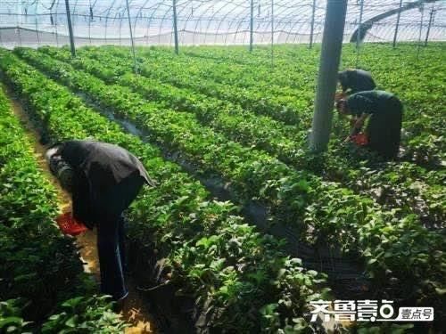  好时光@这里的草莓园恢复正常营业啦，采摘正当时，“莓”好时光约起来