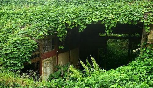 这才是人类消失后的真实世界，和你在电影里看到的完全不一样！