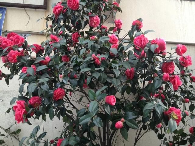  花苞|六月高温怎么养茶花？3个要点不能忽略，保湿防枯苞是重点