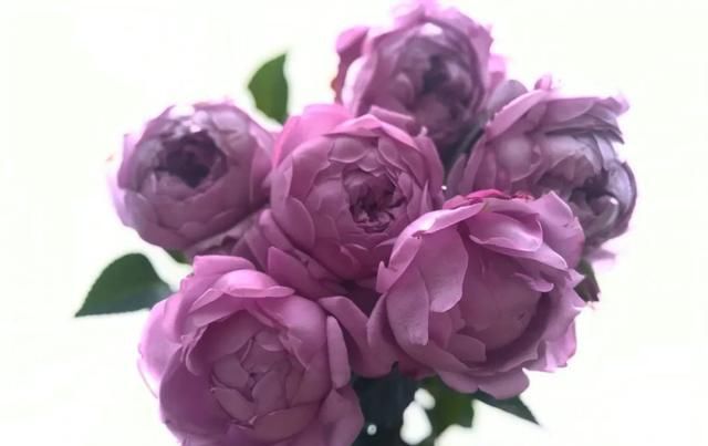  『丰花性好』狼家自育的表现到底如何，戳进来看看花友们的大实话