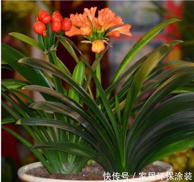 『层层』最受欢迎的4种花,阳台开出花海,妖艳妖娆,层层交叠,烂漫迷人