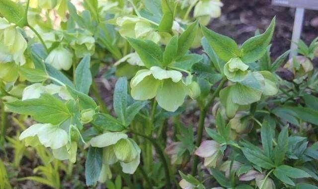  「随便」这“5种花”随便买，叶片绿、开花艳，越养越喜欢