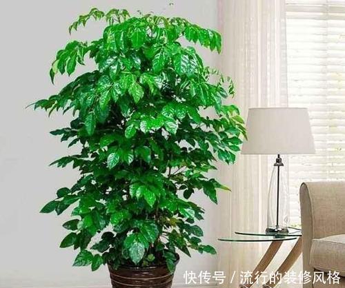 甲醛|客厅养盆镇宅花,吸收甲醛除异味,越养家越旺