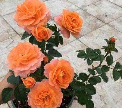  『季花』盆栽花卉，我只养“这3种”，放在小阳台，一年365天轮着开，特美