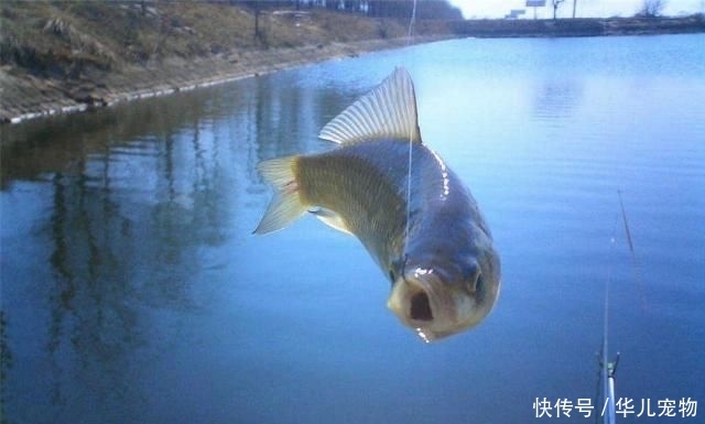  『别总』钓鱼人请管住你的腿，现在别总想着出门，去河边钓鱼也很“危险”