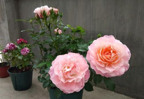  『机器』喜欢三角梅，不如养盆“开花机器”柠檬黄三角梅，开花优雅醉人