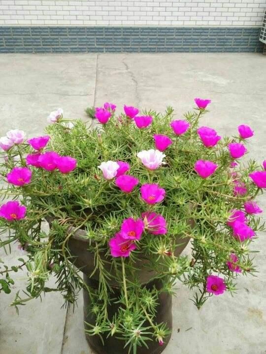  「很快」封闭阳台养这4种花，很快变成花海，现在养刚刚好