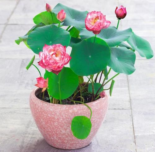  室内外■喜欢花的人有福了！家里种这几款“植物花”，好养耐活，忒漂亮