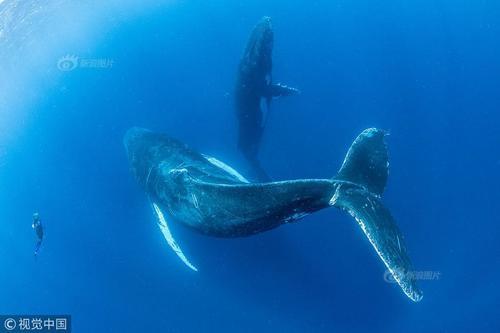 游客咫尺之距偶遇座头鲸 30吨庞然大物“秒杀”游船