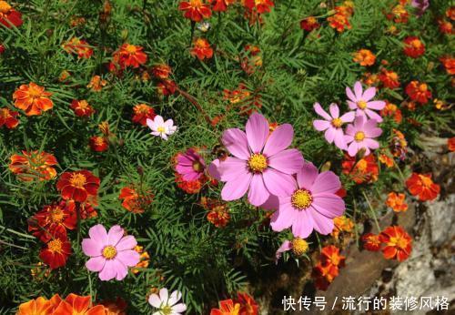 『观赏价值极』新手养花选它,有土有水就能活,随手一样就爆盆!