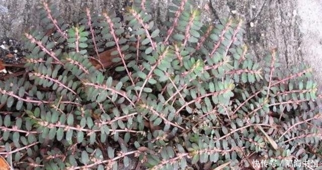  「蜈蚣」农地里，1种杂草奇特，枝条像“蜈蚣”，人称“千根草”