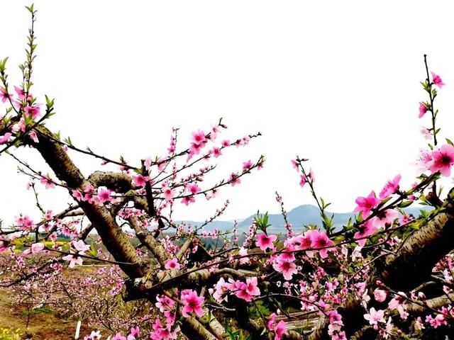  #旅游度假区#春游到南充，安逸得ban