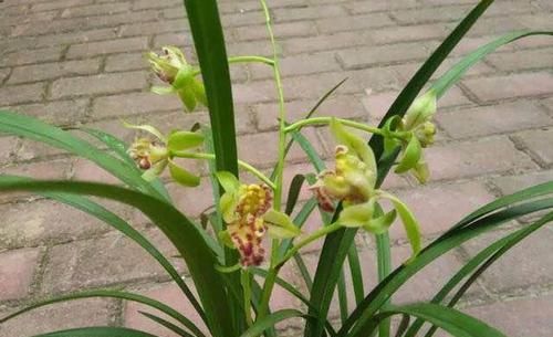  【建兰梨山狮王】兰花极品，花型奇特，多舌多鼻，花色艳丽，浓香怡人，好养价廉