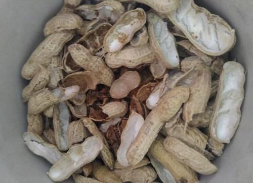 「花盆里」不用买“缓释肥”,捡“3种料”发酵,养绿萝,70天疯长爆盆!