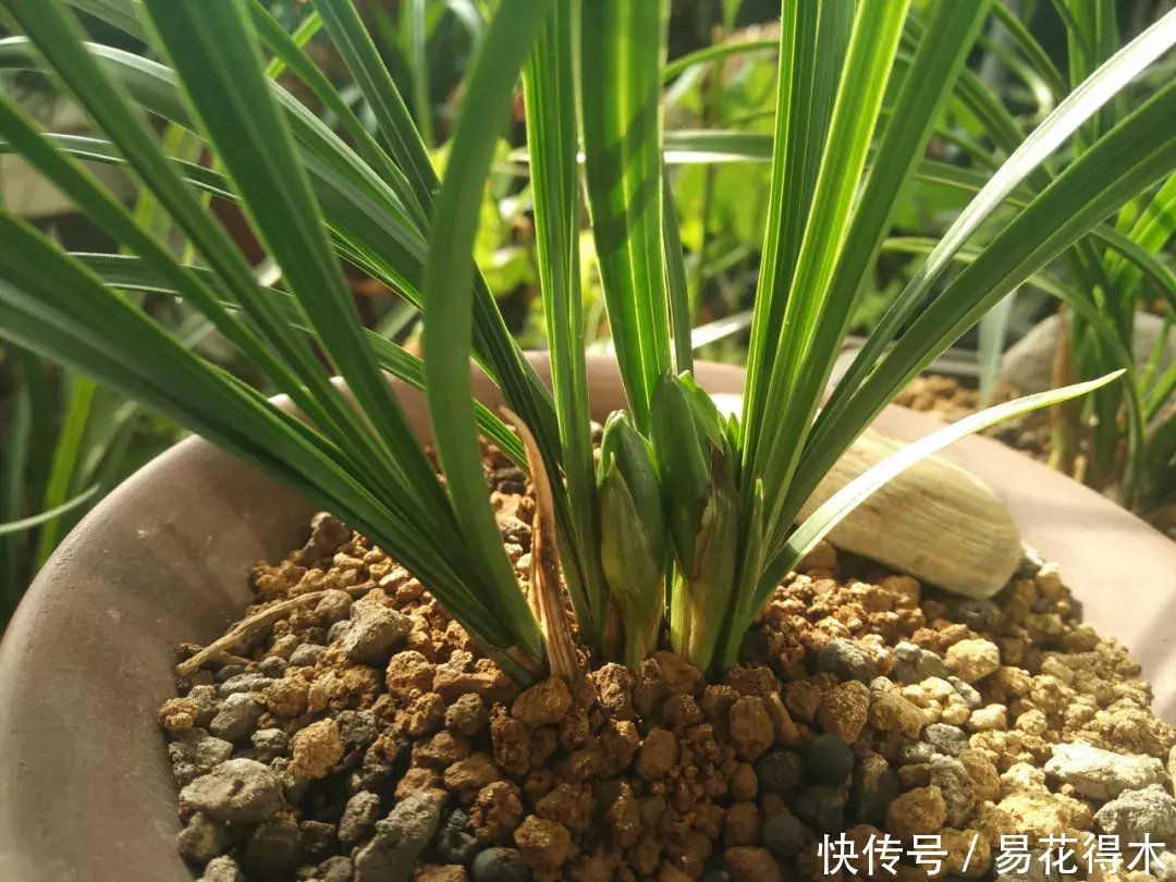 『生长期』兰花生长缓慢或停滞?莫急,也许是未到生长时