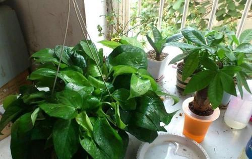  植物的根@几乎家家都养绿萝，想要四季常青，以下几点可都要做到