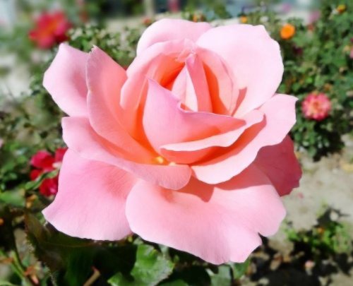 『便宜』不会养花？就养这5款“便宜花”，年年开花不断，花色多又艳，美