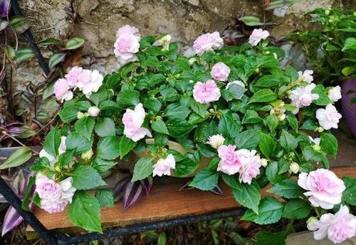 「凤仙花」养盆凤仙花,常年开花,花瓣能染指甲,小时候过家家经常玩